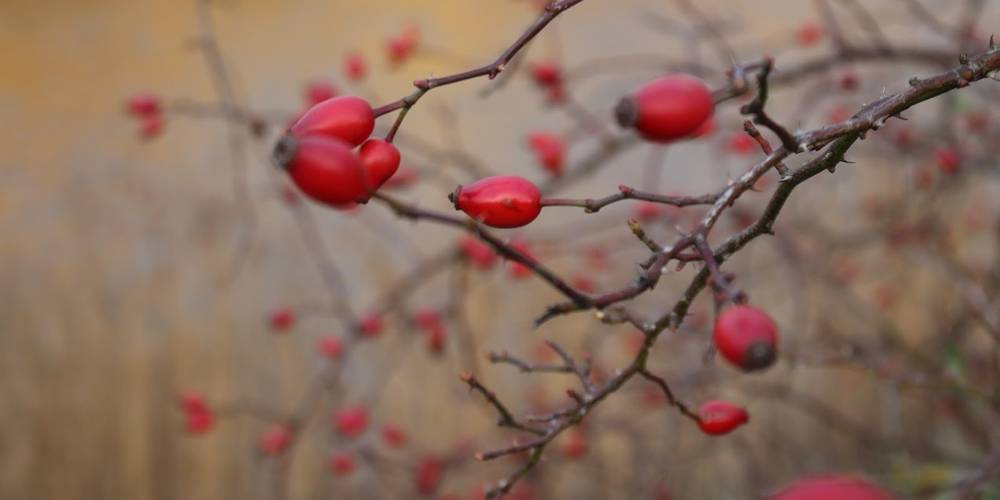  La Colline (Occitanie, Tarn)
