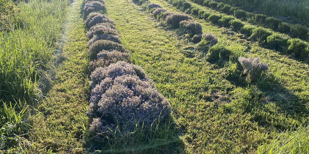 La Colline (Occitanie, Tarn)
