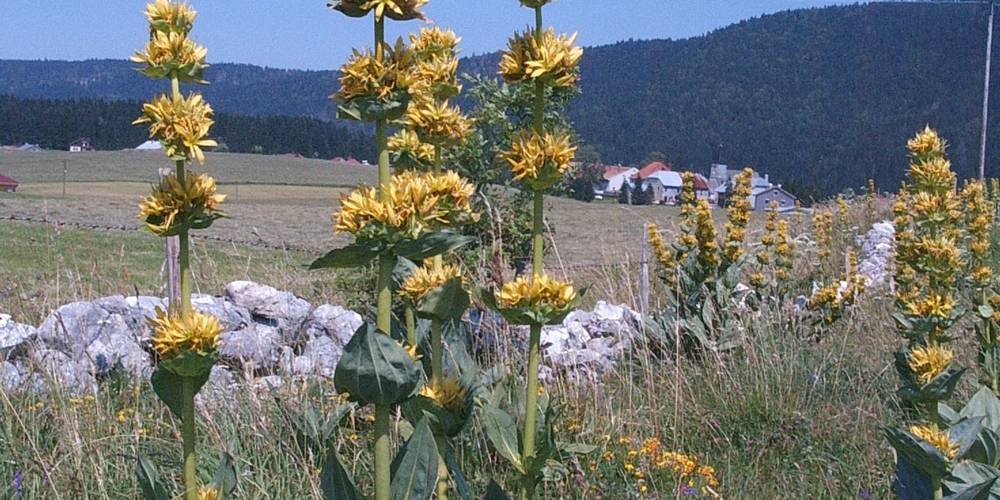  BOURGEOIS CHANTAL ET PIERRE (Bourgogne-Franche-Comté, Doubs)