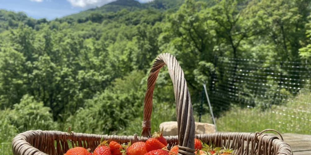  La Zatypie (Occitanie, Hérault)