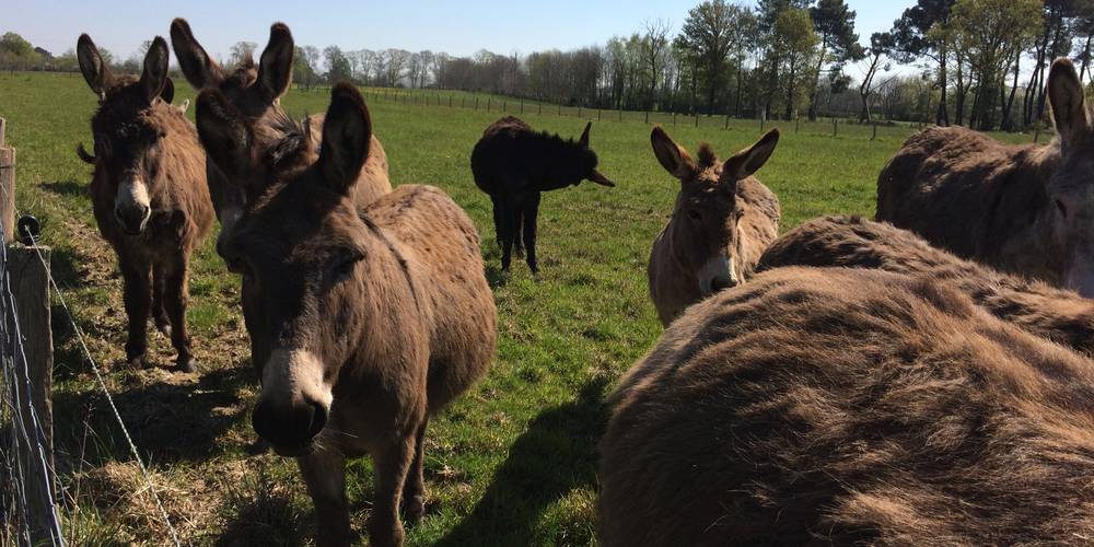  Aux ânes etc (Pays de la Loire, Loire-Atlantique)