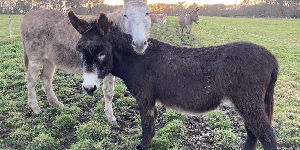  Aux ânes etc (Pays de la Loire, Loire-Atlantique)