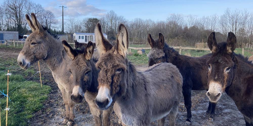  Aux ânes etc (Pays de la Loire, Loire-Atlantique)