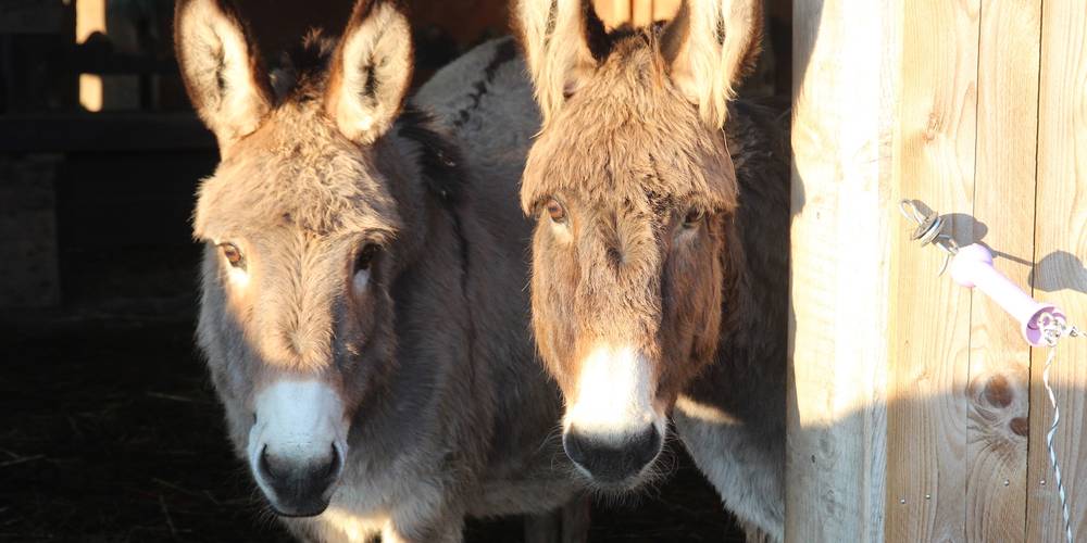  Aux ânes etc (Pays de la Loire, Loire-Atlantique)