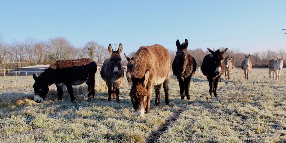  Aux ânes etc (Pays de la Loire, Loire-Atlantique)