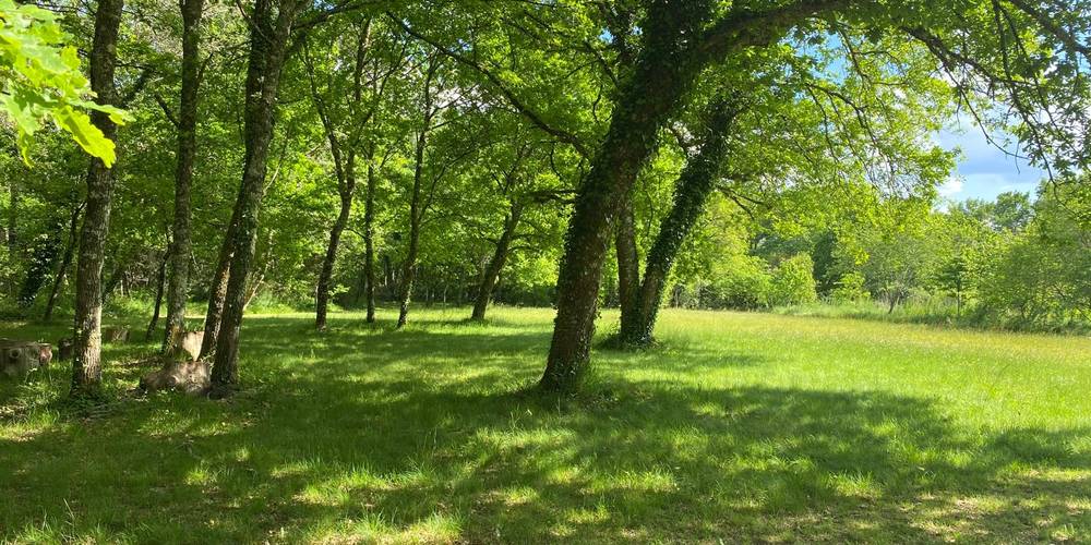 Le bois -  A Rivedieu (Nouvelle-Aquitaine, Gironde)