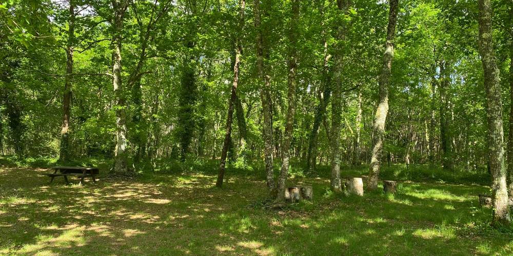 Le bois -  A Rivedieu (Nouvelle-Aquitaine, Gironde)
