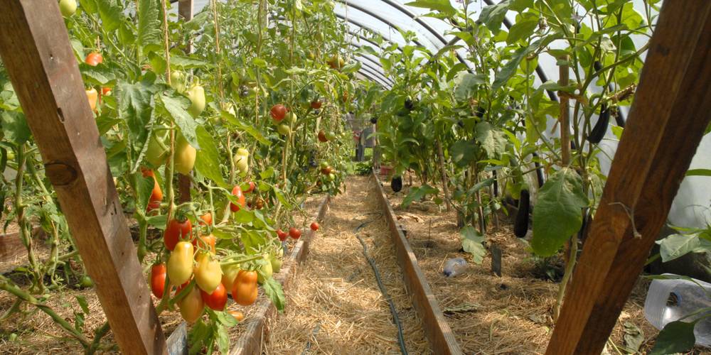 La serre de la Bastardière -  Micro-ferme La Bastardière (Bretagne, Morbihan)