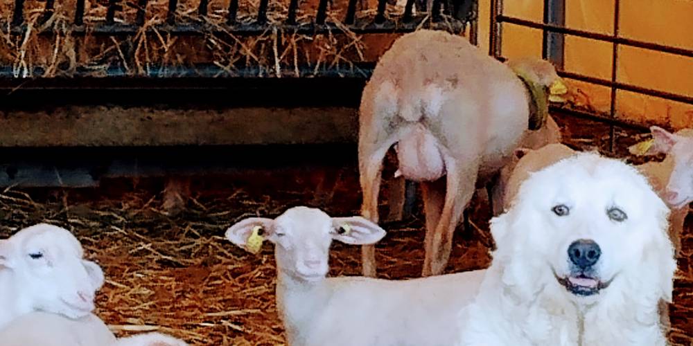  La ferme étoilée (Occitanie, Gers)