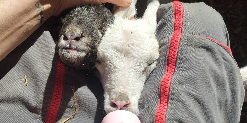  La ferme étoilée (Occitanie, Gers)