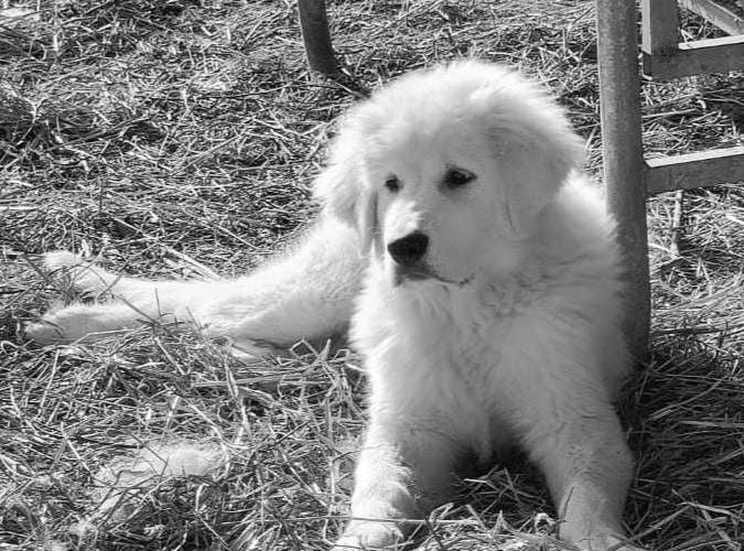  La ferme étoilée (Occitanie, Gers)