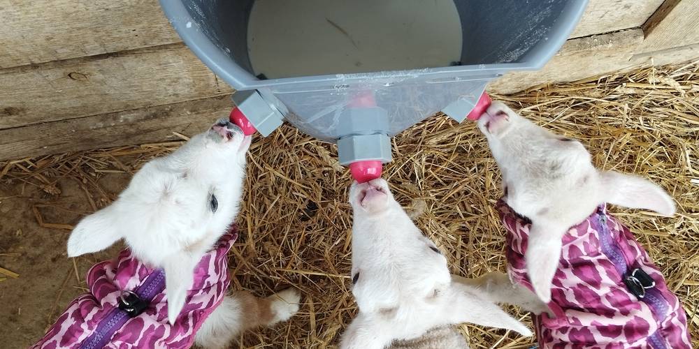  La ferme étoilée (Occitanie, Gers)