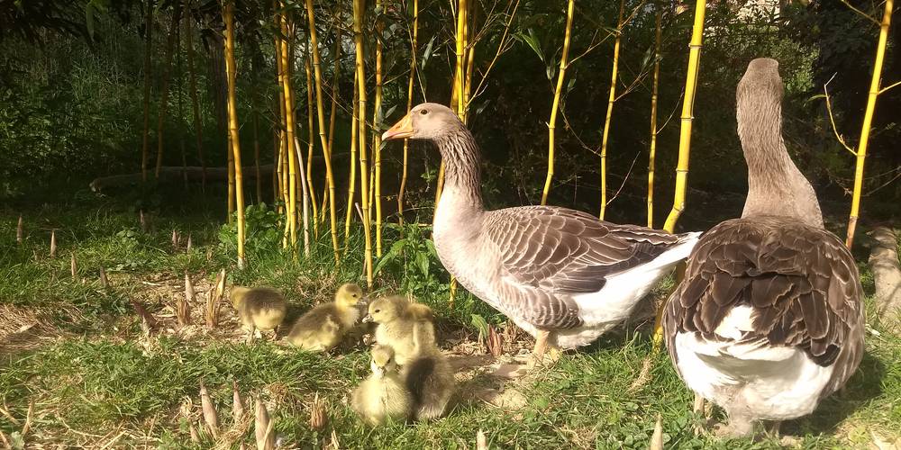  Le Champ des Grenouilles (Occitanie, Ariège)