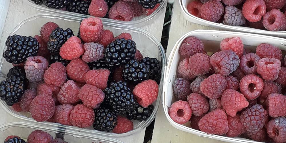Les fruits rouges bio -  Le gîte de la Framboiserie Bio (Provence-Alpes-Côte d’Azur, Bouches-du-Rhône)