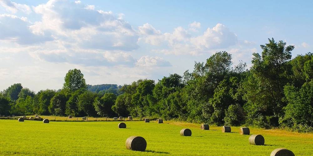  Poppy and Co (Occitanie, Tarn)