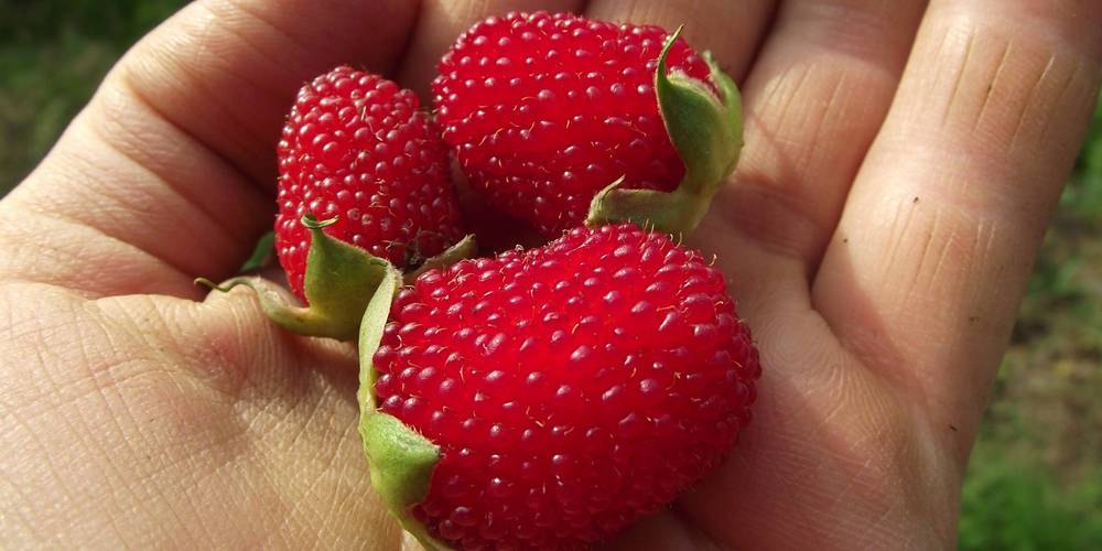  La fruiterie de Peyort (Occitanie, Ariège)