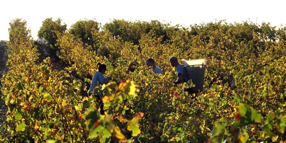  Domaine la Rune (Occitanie, Aude)