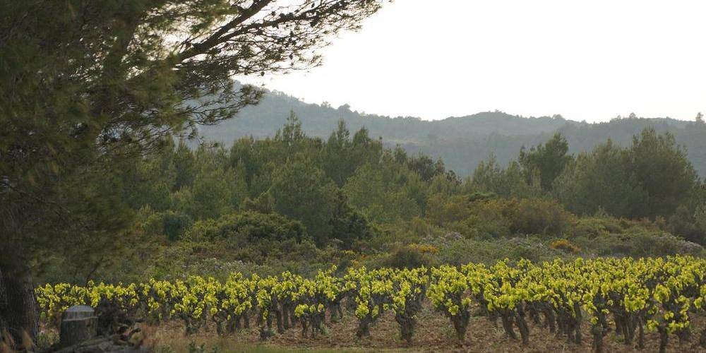  Domaine la Rune (Occitanie, Aude)