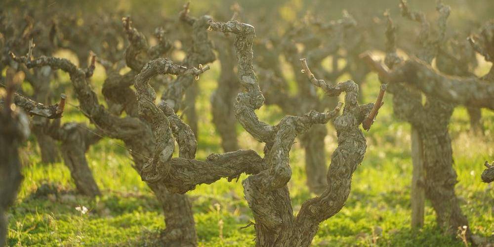  Domaine la Rune (Occitanie, Aude)