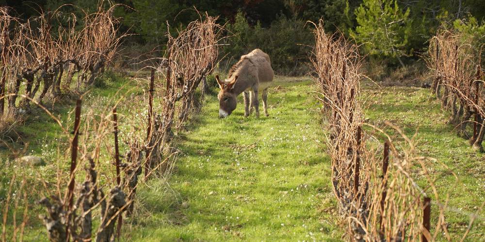  Domaine la Rune (Occitanie, Aude)