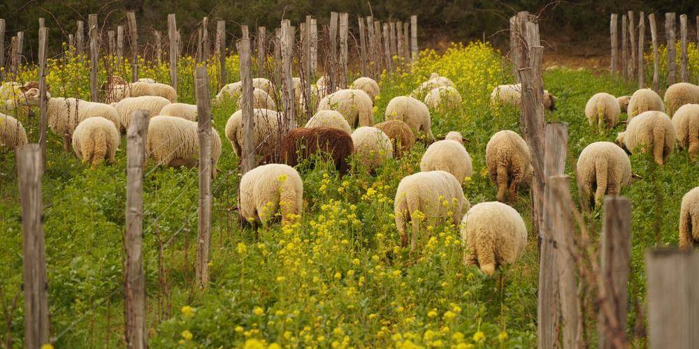  Domaine la Rune (Occitanie, Aude)