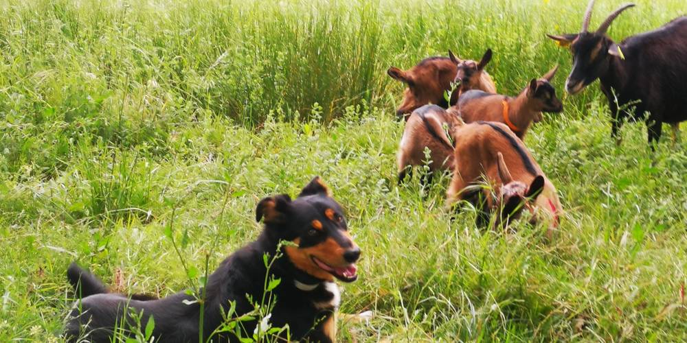 Kosh et les p'tits biquets -  Abracabrada, la petite ferme de Laromiguière (Occitanie, Lot)