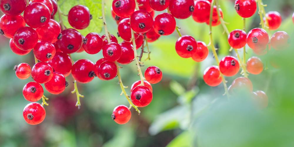 groseilles du jardin -  Gîte La Prunelle (Occitanie, Ariège)