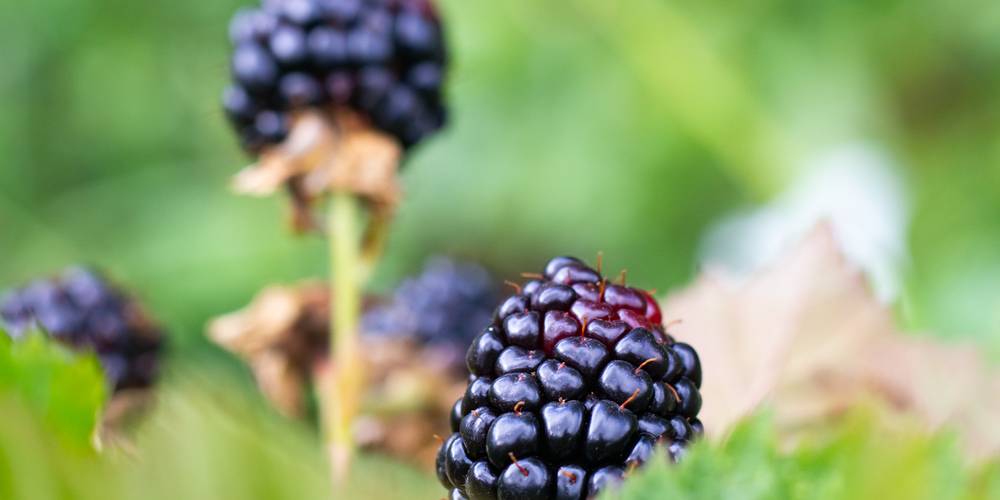 mûres cultivées -  Gîte La Prunelle (Occitanie, Ariège)