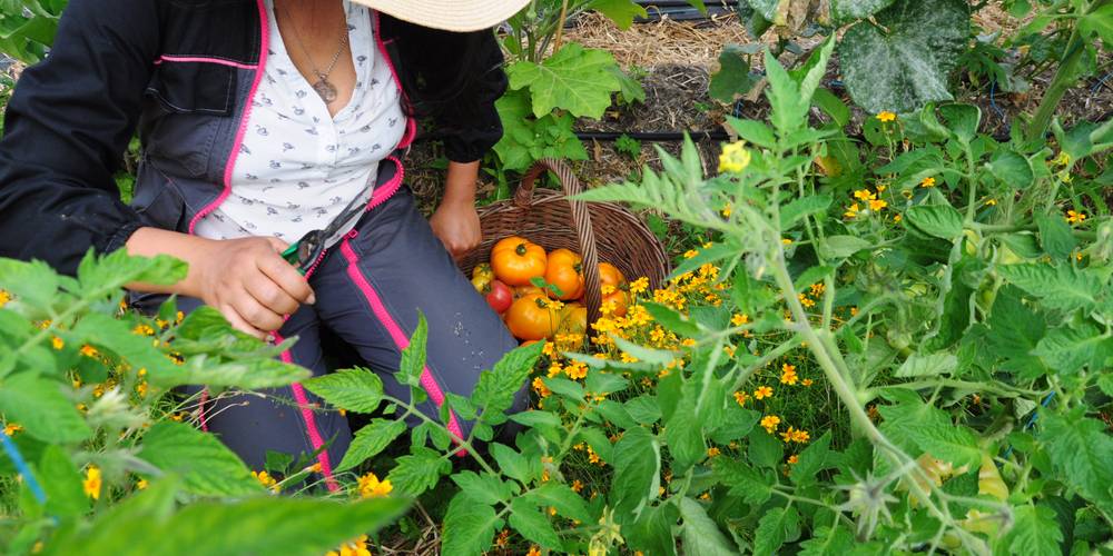  Les jardins d'Hayden (Normandie, Calvados)