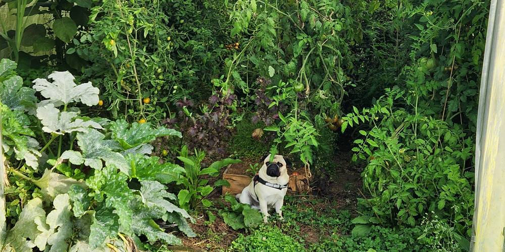  Les jardins d'Hayden (Normandie, Calvados)