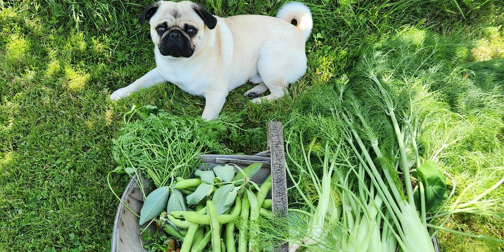  Les jardins d'Hayden (Normandie, Calvados)