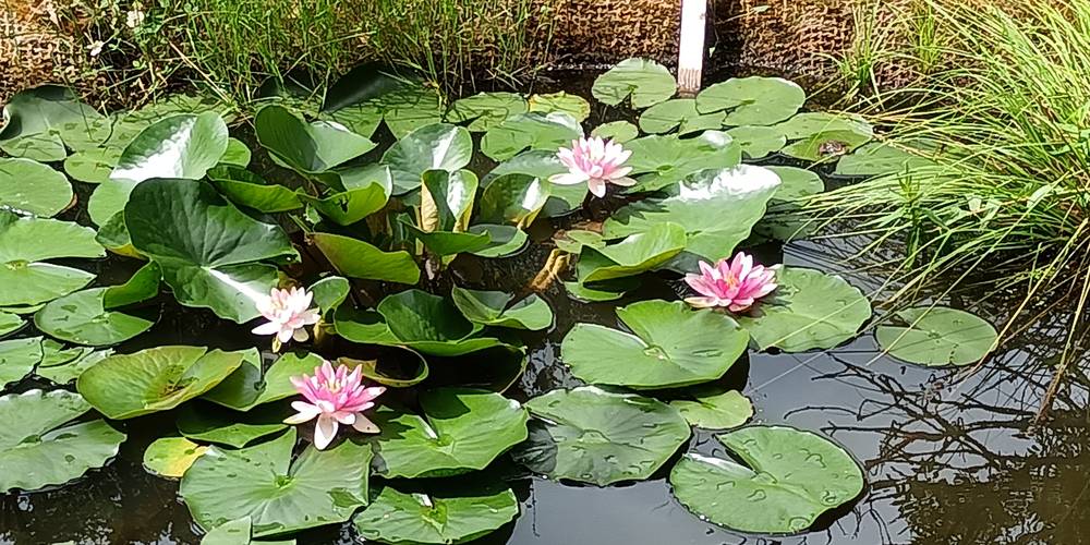  La Grignette (Auvergne-Rhône-Alpes, Rhône)