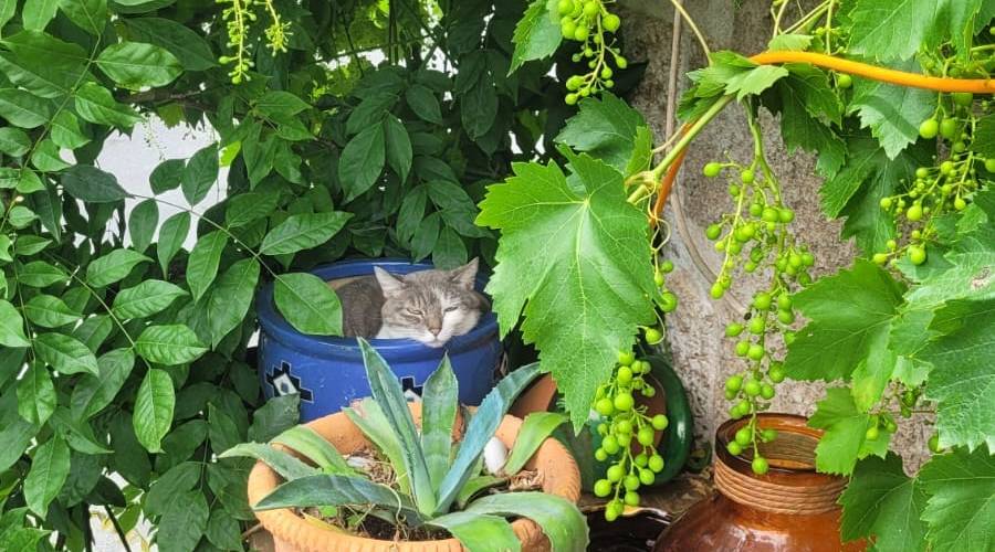 Mimi notre chat -  L'espinguette (Occitanie, Aveyron)