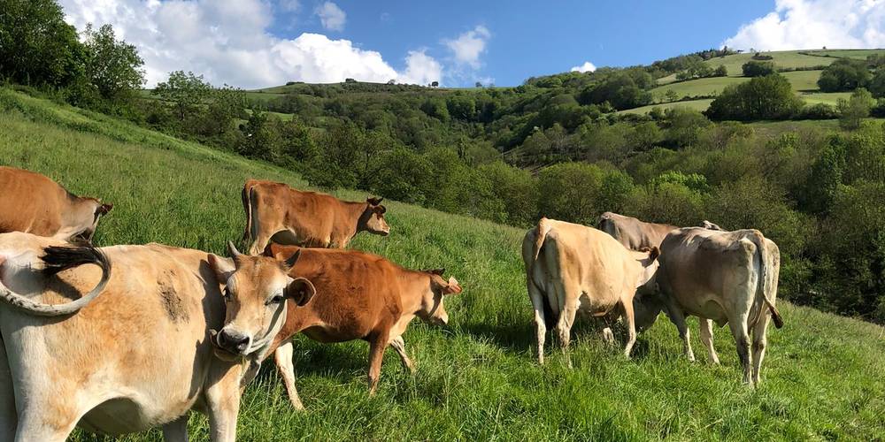 Les vaches -  L'espinguette (Occitanie, Aveyron)