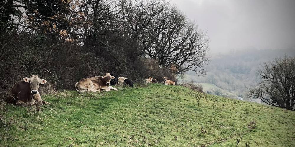Les vaches 2 -  L'espinguette (Occitanie, Aveyron)