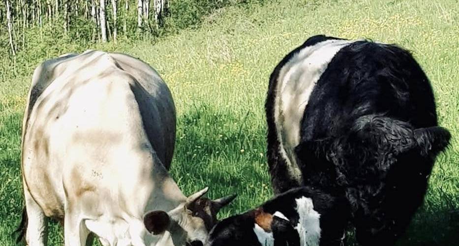 Les vaches 3 -  L'espinguette (Occitanie, Aveyron)