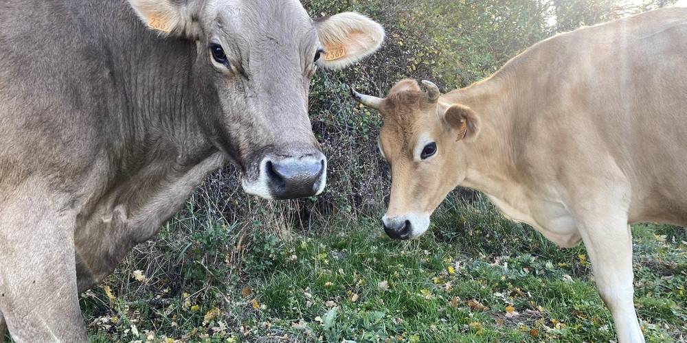 Les vaches 4 -  L'espinguette (Occitanie, Aveyron)