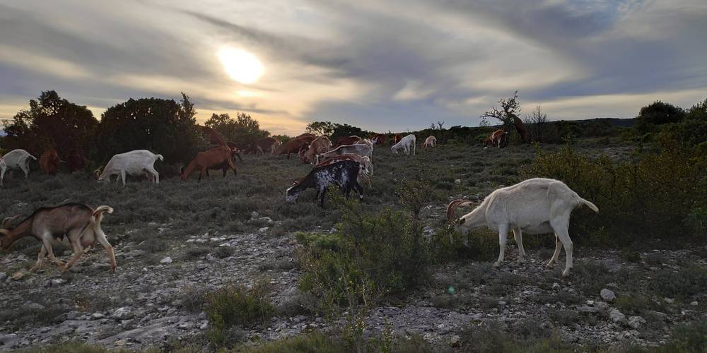  LA FERME DES BOUQUETS (Occitanie, Hérault)