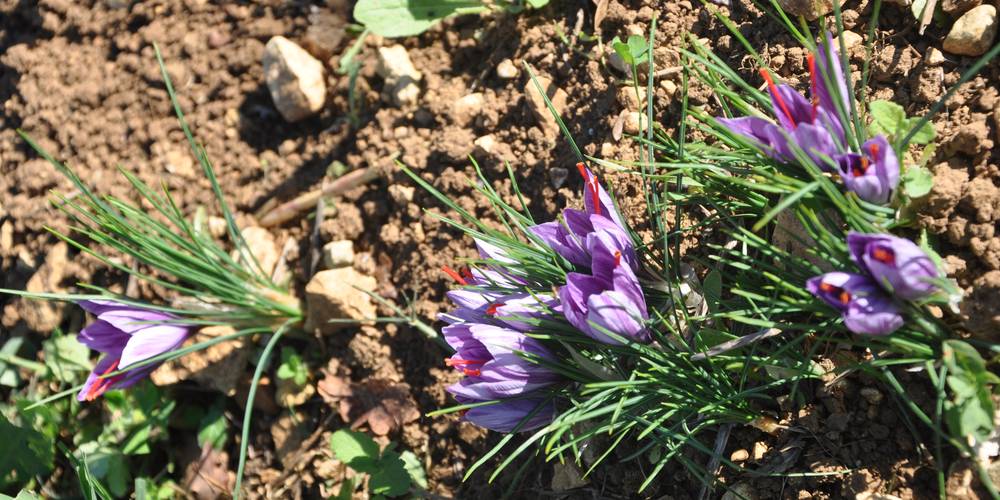culture du safran -  LA GRANGE TABIC-TABOC (Occitanie, Lot)
