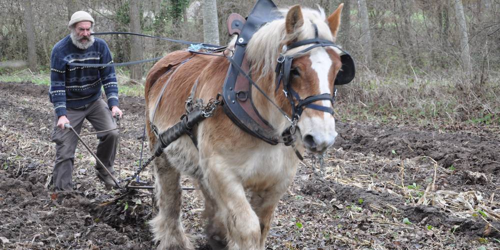 Pirate, premier labour; bravo et merci la vie -  LA GRANGE TABIC-TABOC (Occitanie, Lot)