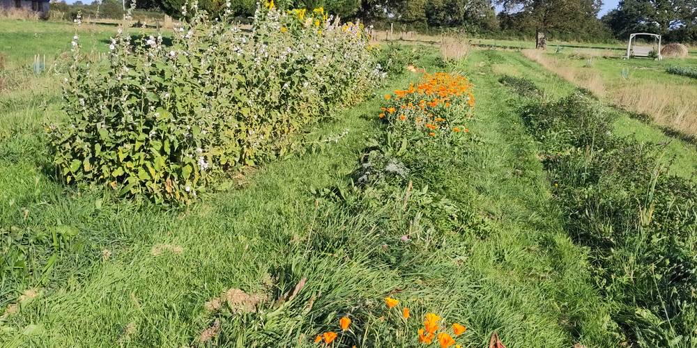 jardin de plantes aromatiques et médicinales Distill'Rêve -  Distill'rêve (Pays de la Loire, Loire-Atlantique)