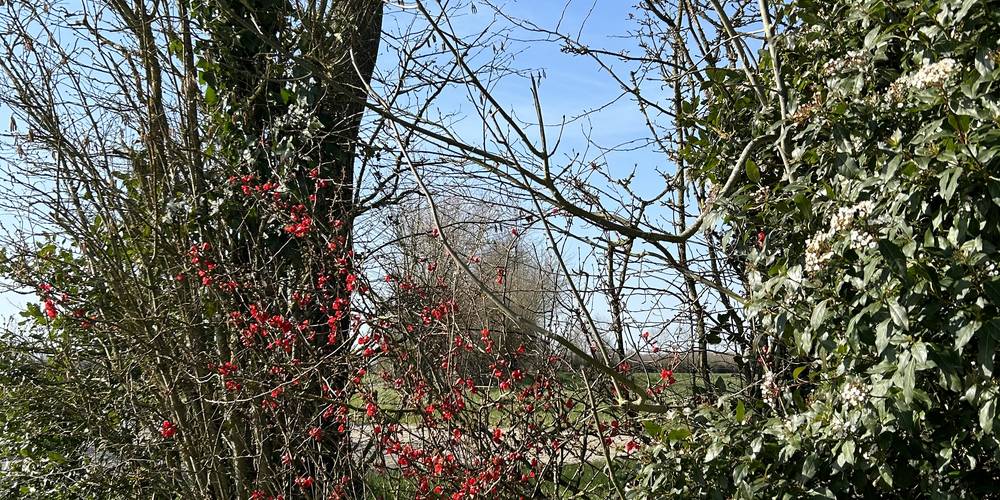 Les haies bordant les chemins communaux pédestres au départ du gîte -  La Croisée des Chemins (Pays de la Loire, Maine-et-Loire)