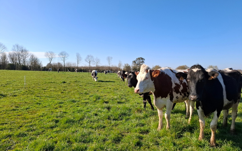 Le troupeau de vaches laitières Bio de Vincent -  La Croisée des Chemins (Pays de la Loire, Maine-et-Loire)