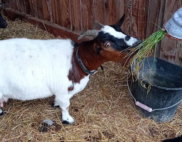 animaux -  ALTHEA (Hauts-de-France, Nord)