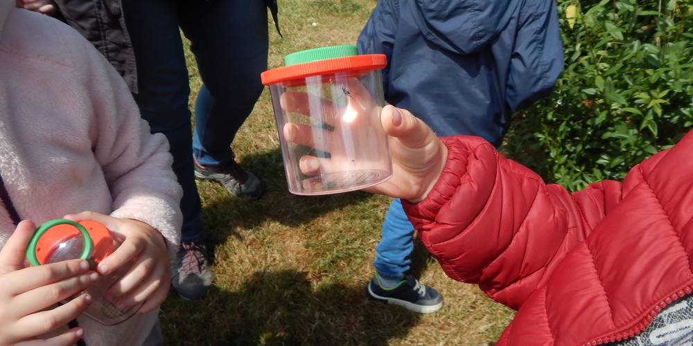 atelier nature - insectes -  ALTHEA (Hauts-de-France, Nord)