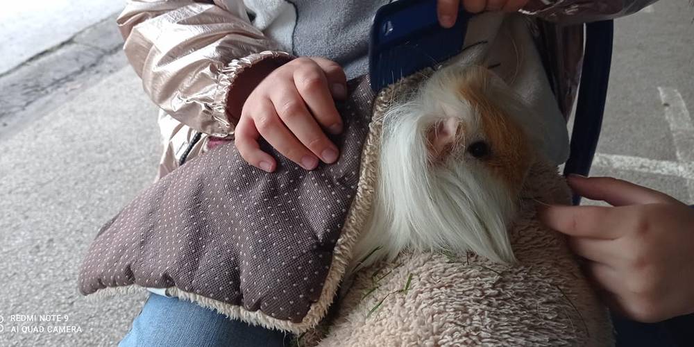 animaux -  ALTHEA (Hauts-de-France, Nord)