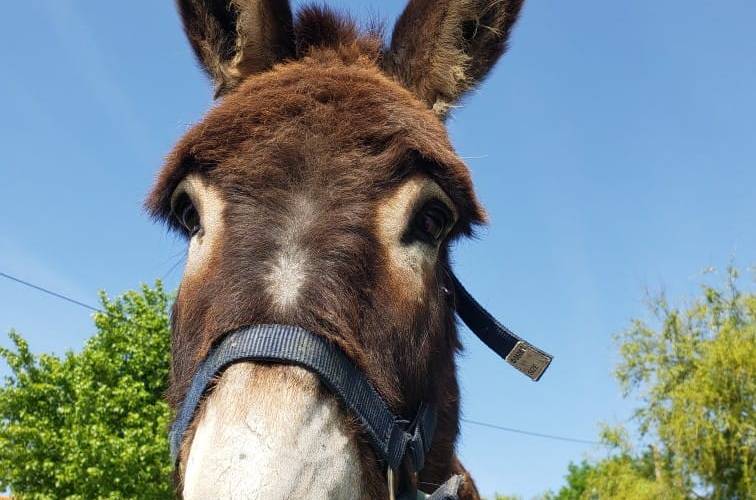 animaux -  ALTHEA (Hauts-de-France, Nord)