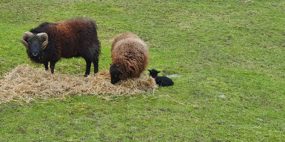  Les jardins de Célestine (Hauts-de-France, Nord)