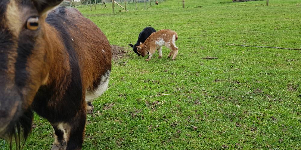  Les jardins de Célestine (Hauts-de-France, Nord)