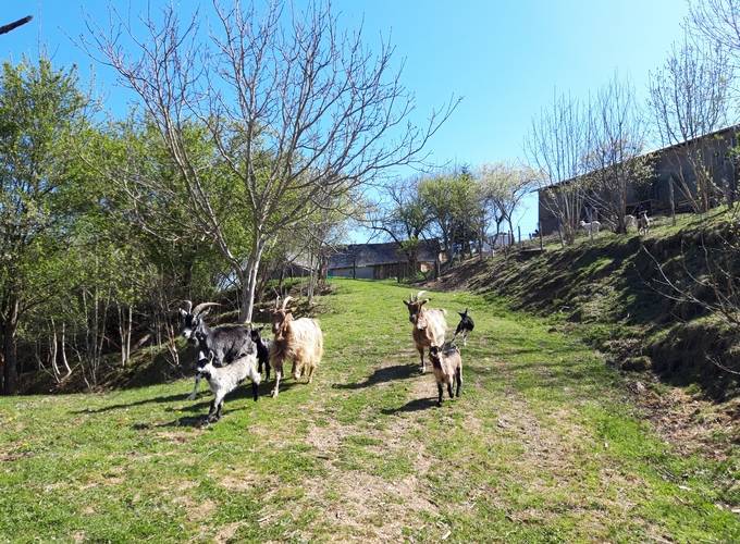 Les biquettes -  Ferme de Cabessières (Occitanie, Aveyron)